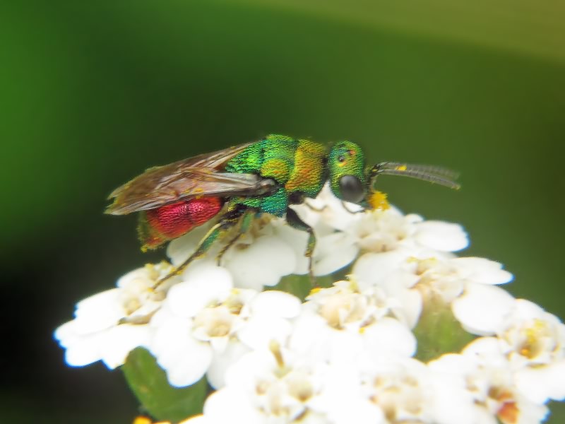 Hedychrum gerstaeckeri Chevrier, 1869